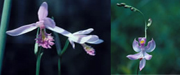 pl_orchids